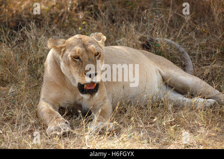 Lioness, African lion (Panthera leo), female resting in shade in midday heat, Serengeti National Park, Tanzania Stock Photo