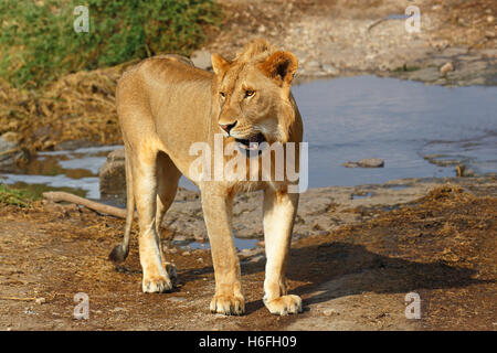 African lion (Panthera leo), young male yawning, Serengeti National Park, Tanzania Stock Photo