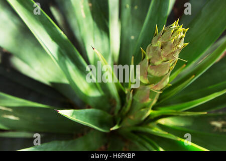 close up of smooth agave Stock Photo