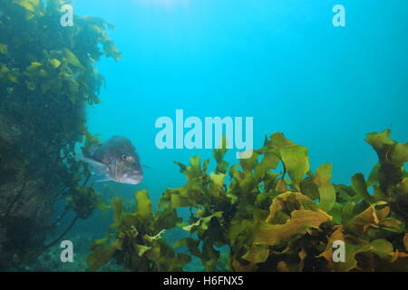 Australasian snapper among rocks covered with brown kelp Stock Photo