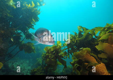 Australasian snapper among rocks covered with brown kelp Stock Photo