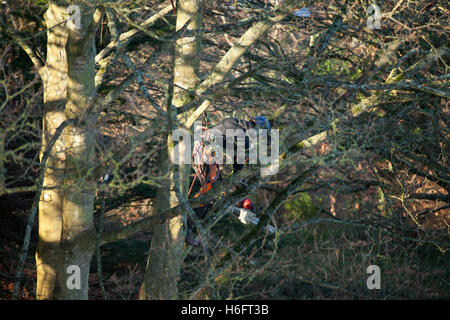 A tree surgeon almost hidden amidst the branches of a sycamore as it is chopped down Stock Photo