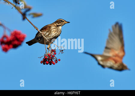 Llanwrthwl, Wales, UK 26th October, 2016. A  redwing [Turdus iliacus] feeding on mountain ash berries near the Elan Valley. Stock Photo