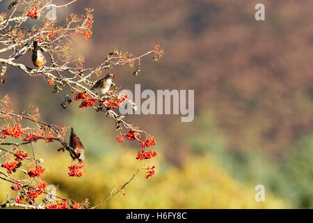 Llanwrthwl, Wales, UK 26th October, 2016. A mixed  flock of several thousand thrush species stop off to feed up on mountain ash Stock Photo