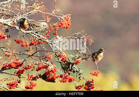 Llanwrthwl, Wales, UK 26th October, 2016. A mixed  flock of several thousand thrush species stop off to feed up on mountain ash Stock Photo