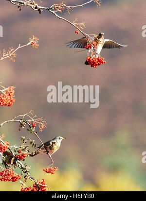 Llanwrthwl, Wales, UK 26th October, 2016. A mixed  flock of several thousand thrush species stop off to feed up on mountain ash Stock Photo