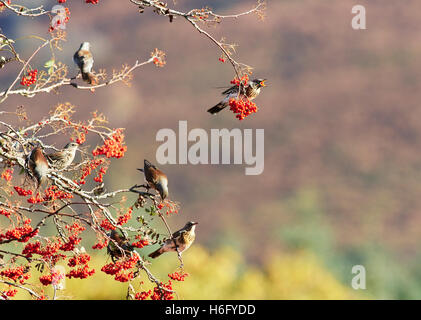 Llanwrthwl, Wales, UK 26th October, 2016. A mixed  flock of several thousand thrush species stop off to feed up on mountain ash Stock Photo