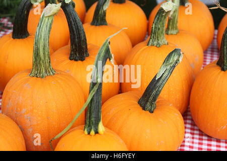 Pumpkins on display Stock Photo
