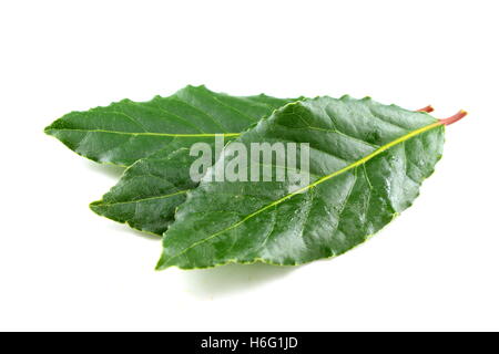 bay leaves isolated on a white background Stock Photo