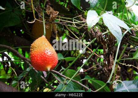 Momordica cochinchinensis fruit in the garden Stock Photo