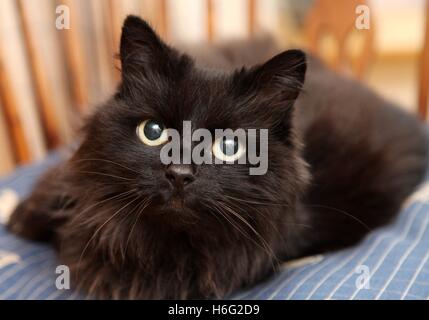 Tight head shot of a long haired black cat on blue cushion, looking straight to camera, yellow eyes Stock Photo