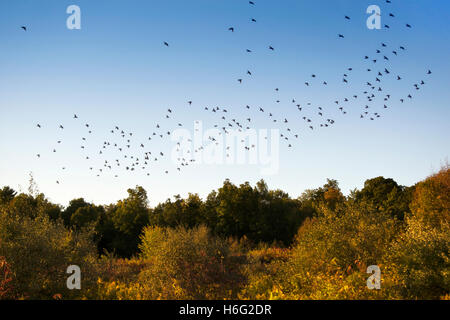Flock of birds flying across blue sky Stock Photo