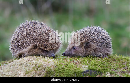 Igel, Erinaceus europaeus, Hedgehog Stock Photo