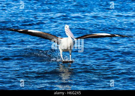 Pelicans at feeding time at The Entrance, New South Wales - NSW - Australia Stock Photo