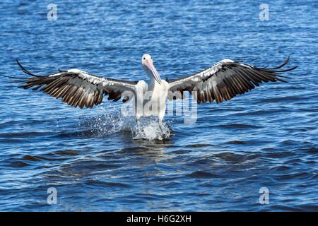 Pelicans at feeding time at The Entrance, New South Wales - NSW - Australia Stock Photo