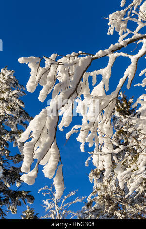 Angeschneite Aeste, snowy branches Stock Photo