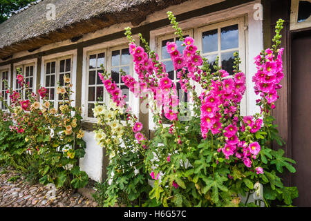 Denmark, Funen, Odense, Funen village open air museum, Malva flowers by the side of a traditional timber framed Funen farm house Stock Photo