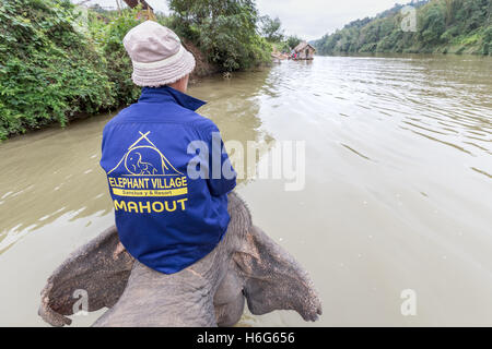 Mahout on elephant, crossing Nam Khan river, elephant walk , Elephant Village, Ban Xieng Lom, Luang Phabang, Laos Stock Photo