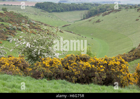 View down Well Dale near Warter in spring/early summer with spring blossom in bloom Yorkshire Wolds East Yorkshire UK Stock Photo