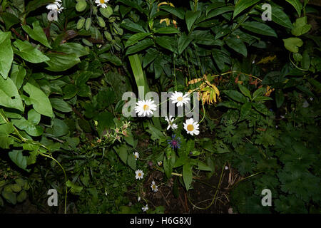 Beautiful garden with all kind of flowers Stock Photo