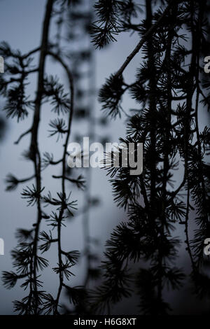 weeping Japanese larch pine tree at dusk, abstract close up still life, artistic selective focus Stock Photo