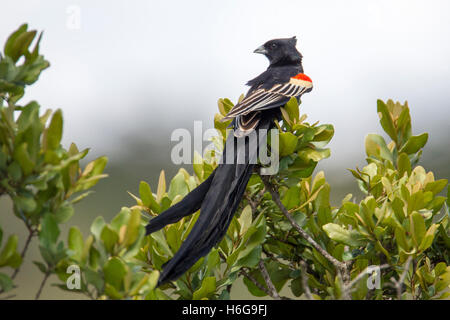 Long-tailed widowbird Euplectes progne “Sakabula” sitting on a bush top Laikipia Kenya Africa “East Africa” Stock Photo