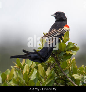 Long-tailed widowbird Euplectes progne “Sakabula” sitting on a bush top Laikipia Kenya Africa “East Africa” Stock Photo