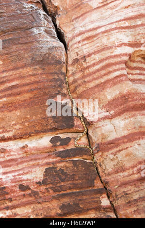a gopher snake climbs a sandstone crack at Red Rocks Stock Photo
