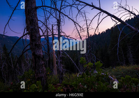 Sunset at in the mountains of Mineral King near Sequoia National Park, California. Stock Photo