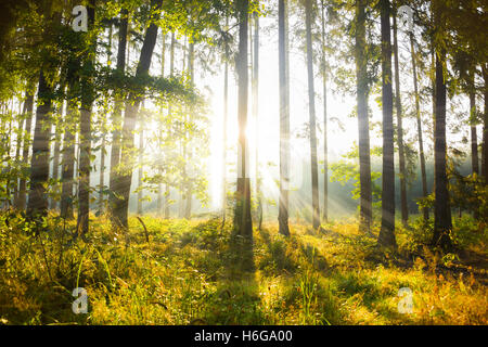 Morning forest in South Bohemia. Stock Photo