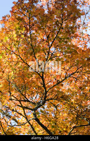 Acer shirasawanum 'Ogurayama'. Full Moon Maple in Autumn. Stock Photo