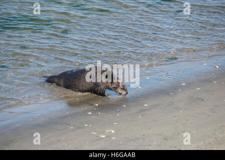 southern sea otter, Enhydra lutris nereis, comes ashore to bask on the beach at Moss Landing, California, USA