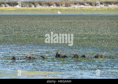 southern sea otters, Enhydra lutris nereis, resting in a raft while wrapped in eel grass, Elkhorn Slough, California, USA Stock Photo