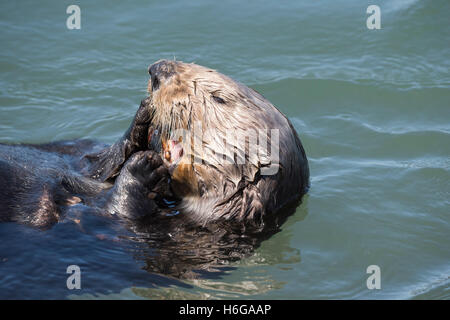 California sea otter, Enhydra lutris nereis, eating a mussel, Elkhorn Slough, Moss Landing, California, USA