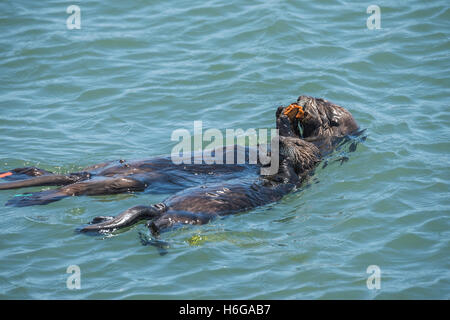 southern sea otter, Enhydra lutris nereis, mother and pup share a meal of mussels, Elkhorn Slough, California, USA Stock Photo