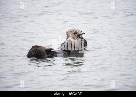 a mother California sea otter or southern sea otter, Enhydra lutris nereis, cuddles her pup, Elkhorn Slough, California, USA Stock Photo