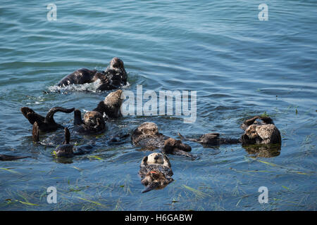 southern sea otters, Enhydra lutris nereis, sleeping, resting, and socializing in a raft, Morro Bay, California Stock Photo