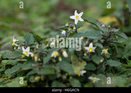 European black nightshade (Solanum nigrum) in flower. Short and toxic plant in the family Solanaceae, flowering on limestone Stock Photo