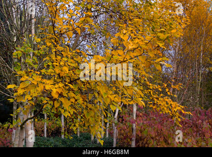 Hymalayan Birches Betula utilis var jacquemontii leaves changing colour October Stock Photo