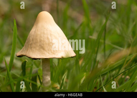 A milky conecap (Conocybe apala) mushroom growing from a dew covered ...