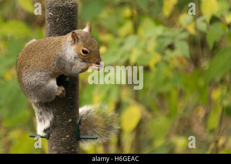Squirrel on bird feeder stealing food Stock Photo