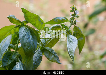 Genovese Basil Ocimum Basilicum Mammoth Plant In Bloom Stock Photo - Alamy