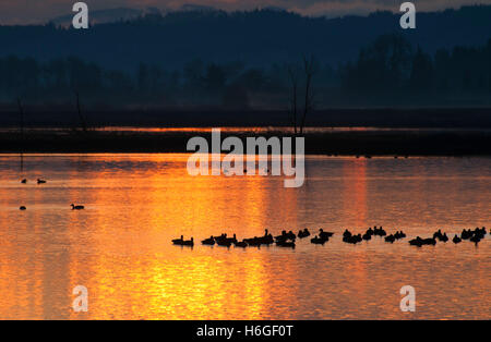 Canada geese (Branta canadensis) at Cackler Marsh at sunrise, Baskett Slough National Wildlife Refuge, Oregon Stock Photo