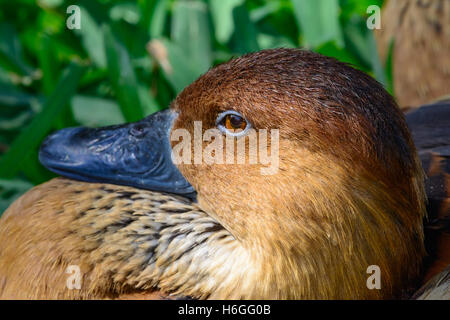 Fulvous whistling duck  (Dendrocygna bicolor) Closeup laying in the sunshine Stock Photo