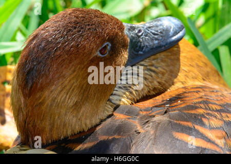 Fulvous whistling duck  (Dendrocygna bicolor) Closeup Stock Photo