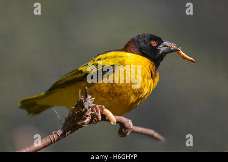 Male Village Weaver (Ploceus cucullatus) on branch with larva insect in the beak Stock Photo