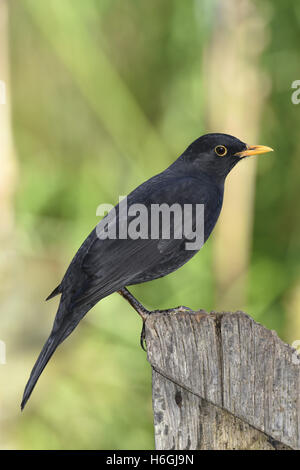 Blackbird - Turdus merula - male Stock Photo