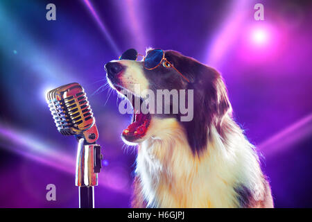 Rockstar border collie dog singing into a microphone Stock Photo