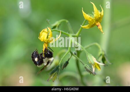 Common Eastern bumble bee (Bombus impatiens) buzz pollinating tomato flower (Solanum sp.). Stock Photo