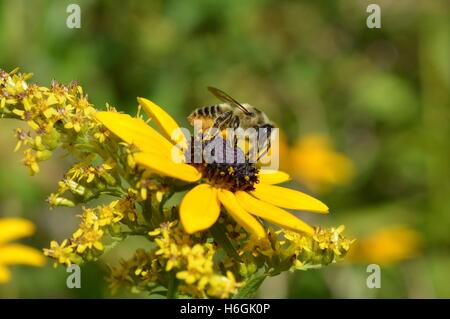 Leaf cutter bee (Megachile sp.) pollinating black-eyed Susan (Rudbeckia sp.) Stock Photo